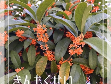 ・～　きんもくせい　～・