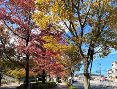 秋の深まりを感じる季節になりました