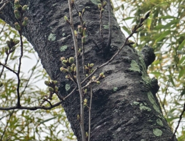 さくら・ら・ら♪